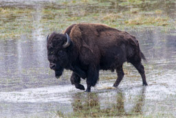 Bison