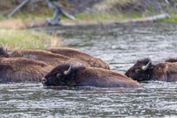 Bison