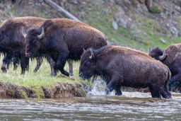 Bison