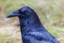 Corbeau/Common Raven