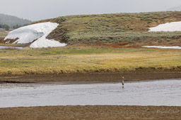 Grand Héron/Great Blue Heron