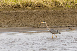 Grand Héron/Great Blue Heron