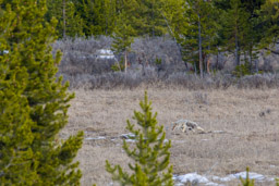 Loup/Wolf