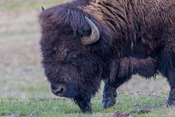 Bison