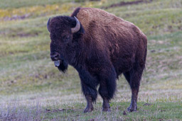 Bison