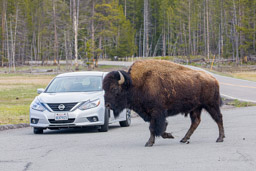 Bison