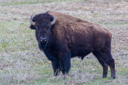 Bison