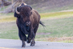 Bison