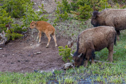 Bison