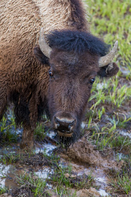 Bison