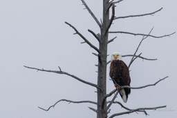 Pygargue à tête blanche/Bald Eagle