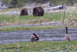 Grizzly et Oie Bernache/Canada Goose