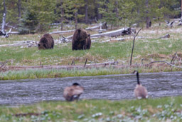 Grizzly et Oie Bernache