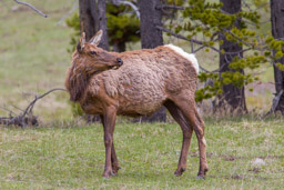 Wapiti/Elk