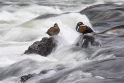 Arlequin plongeur/Harlequin Duck