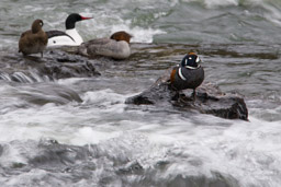 Arlequin plongeur/Harlequin Duck