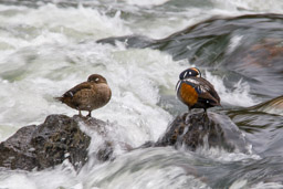 Arlequin plongeur/Harlequin Duck