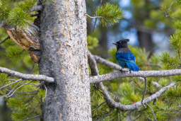 Geai de Steller/Steller's Jay