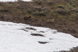 Loup et Coyote