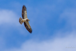 Buse de Swainson/Swainson's Hawk