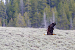 Pygargue à tête blanche/Bald Eagle