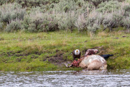 Pygargue à tête blanche/Bald Eagle