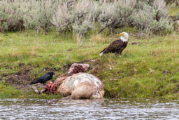 Pygargue à tête blanche/Bald Eagle