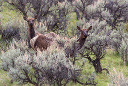 Wapiti/Elk