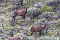 Wapiti/Elk