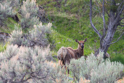 Wapiti/Elk