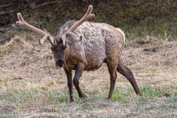 Wapiti/Elk