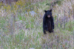 Ours noir/Black Bear