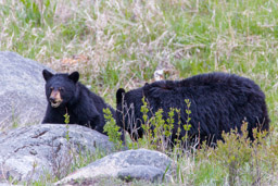 Ours noir/Black Bear