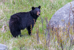 Ours noir/Black Bear