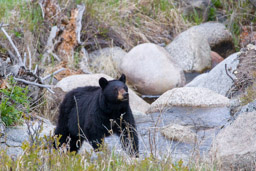 Ours noir/Black Bear