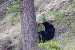 Ours noir/Black Bear