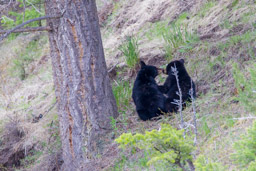 Ours noir/Black Bear