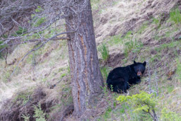 Ours noir/Black Bear