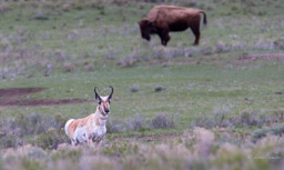 Antilope d'Amérique/Pronghorn