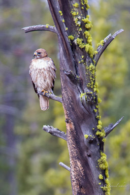 Buse de Swainson/Swainson's Hawk