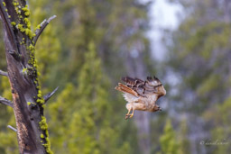 Buse de Swainson/Swainson's Hawk