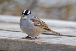 Bruant à couronne blanche/White-crowned Sparrow