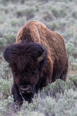 Bison