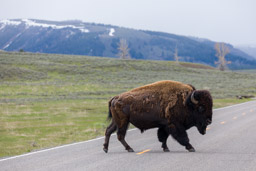 Bison