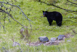 Ours noir/Black Bear