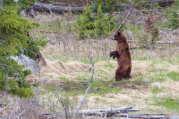 Ours noir cannelle/Cinamon Black Bear