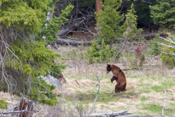 Ours noir cannelle/Cinamon Black Bear