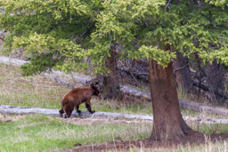 Ours noir cannelle/Cinamon Black Bear