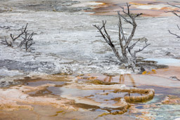 Mammoth Hot Springs