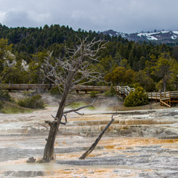 Mammoth Hot Springs